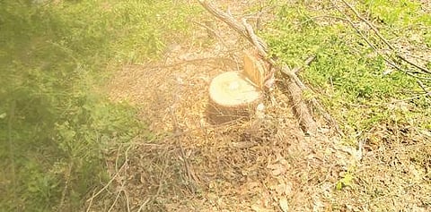 அவிநாசி அருகே செம்மாண்டம்பாளையம் - கவுசிகா நதியில் மரங்கள் வெட்டி சாய்ப்பு :