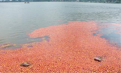 விலை வீழ்ச்சியால் கிருஷ்ணகிரி - சேலம் தேசிய நெடுஞ்சாலையில் உள்ள அவதானப்பட்டி ஏரியில் தக்காளியை கொட்டிச் சென்ற விவசாயிகள்.