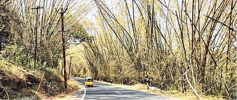 40 ஆண்டுகளுக்குப் பிறகு முதுமலையில் பூத்துக் கொட்டும் மூங்கில் அரிசி: சேகரிக்கும் பணியில் பழங்குடியின மக்கள்