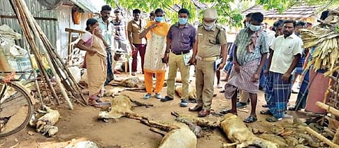 பவானி அருகே நாய் கடித்து 12 ஆடுகள் உயிரிழந்த இடத்தில் வனத்துறையினர் ஆய்வு மேற்கொண்டனர்.