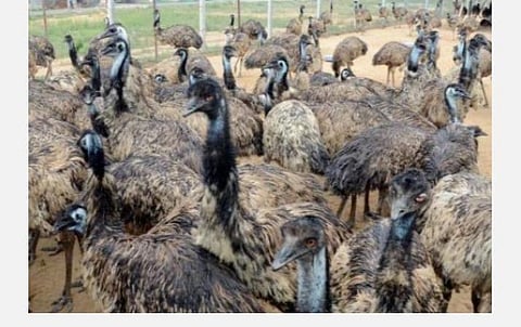 கவர்ச்சிகர திட்டங்களை அறிவித்து ஈமு கோழி வளர்ப்பில் மோசடி: ஜோதிடருக்கு 10 ஆண்டுகள் சிறை; ரூ. 15 லட்சம் அபராதம் விதிப்பு