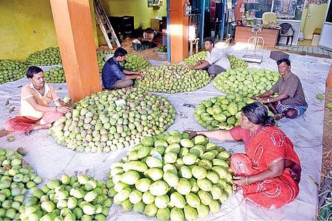 ஆந்திர மாநிலத்தில் இருந்து வேலூர் மாங்காய் மண்டிக்கு விற்பனைக்கு வந்துள்ள மாங்காய்களை தரம் பிரிக்கும் பணியில் ஈடுபட்டுள்ள தொழிலாளர்கள்.படம்: வி.எம்.மணிநாதன்.