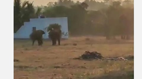 வனப்பகுதியில் குடிநீர் தட்டுப்பாடு: ஊருக்குள் நுழைந்த 2 காட்டு யானைகளால் பொதுமக்கள் அச்சம்; யானைகள் தாக்கி 2 கால்நடைகள் காயம்