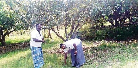 போச்சம்பள்ளி அருகே என்.தட்டக்கல் கிராமத்தில் மழைக்கு உதிர்ந்த மாங்காய்கள், பிஞ்சுகள் சேகரிக்கும் பணியில் ஈடுபட்டுள்ள விவசாயிகள்.