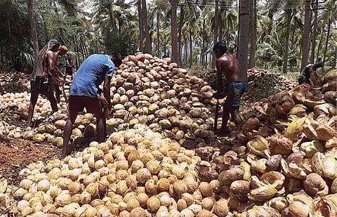 திண்டுக்கல் மாவட்டம் செம்பட்டி அருகே தென்னந்தோப்பில் தேங்காய் மட்டைகளை உறிக்கும் பணியில் ஈடுபட்டுள்ள தொழிலாளர்கள். படம்: பி.டி.ரவிச்சந்திரன்