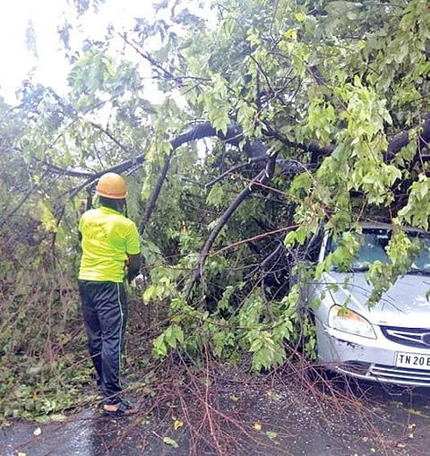 பாளையங்கோட்டை- திருவனந்தபுரம் சாலையில் குலவணிகர்புரம் ரயில்வே கேட் பகுதியில் சாலையில் மரம் விழுந்ததால் அவ்வழியாக போக்குவரத்து பாதிக்கப்பட்டது. படம்: மு.லெட்சுமி அருண்