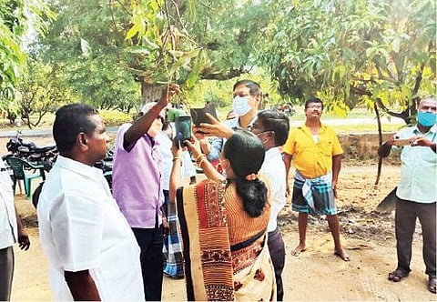 காவேரிப்பட்டணம் பகுதியில் மாங்காய்களில் ஆந்திரவைச் சேர்ந்த புதிய வகைப் புழுக்கள் உள்ளதை தோட்டக்கலைத்துறை அலுவலர்கள் ஆய்வு செய்தனர்.