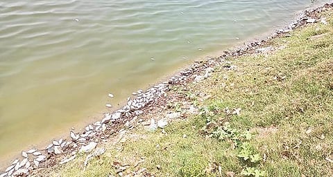 சேத்துப்பட்டு கண்ணனூர் ஏரியில் இறந்து மிதக்கும் மீன்கள்.