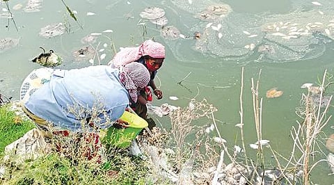 கண்ணனூர் ஏரியில் இறந்து மிதந்த மீன்களை அகற்றும் பேரூராட்சி ஊழியர்கள்.