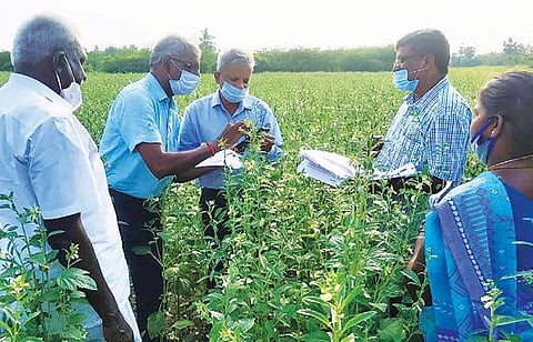 விழுப்புரம் அருகே காவணிப்பாக்கம் கிராமத்தில் உள்ள எள் விதைப்பண்ணை ஆய்வு செய்யப்படுகிறது.