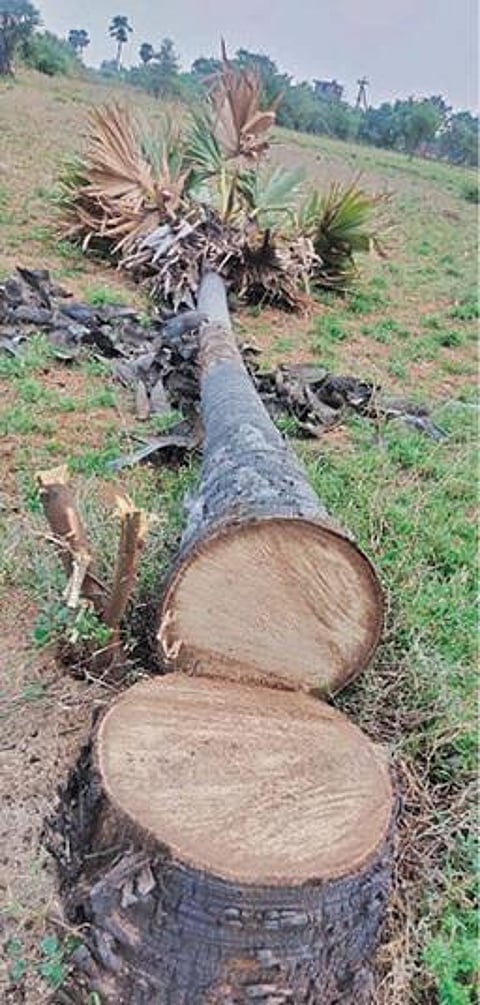 பனை மரங்கள் வெட்டிய விவகாரத்தில் : மர வியாபார தரகர்கள் 3 பேர் மீது வழக்கு :