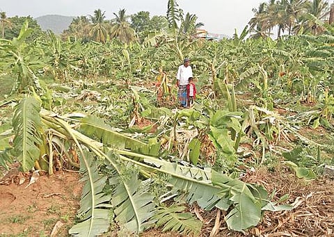 வேப்பனப்பள்ளி அடுத்த கொங்கனப்பள்ளி கிராம பகுதியில் உள்ள விளைநிலங்களில்புகுந்த 5 யானைகள் அங்குள்ள வாழைத் தோட்டத்தை தேசப்படுத்தியது. யானை களால் முறிந்த வாழை மரங்களை வேதனையுடன் பார்வையிடும் விவசாயி.