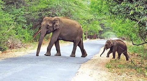 முழு ஊரடங்கால் போக்குவரத்து நிறுத்தம் - உடுமலை-மூணாறு சாலையில் யானைகள் உலா :