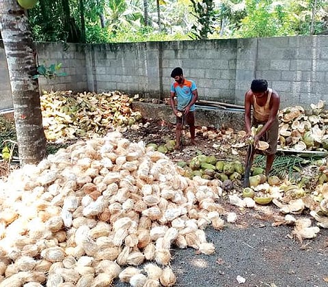 கன்னியாகுமரி மாவட்டம் ராஜாக்கமங்கலத்தில் மொத்த விற்பனைக்காக தேங்காயை உரிக்கும் தொழிலாளர்கள். படம்: எல்.மோகன்