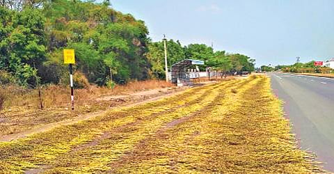 ஆத்தூர் அடுத்த தேவியாக்குறிச்சி சேலம்-உளுந்தூர்பேட்டை நெடுஞ் சாலையை ஒட்டியுள்ள சர்வீஸ் ரோட்டில் அறுவடை செய்யப்பட்ட எள் செடிகளை வெயிலில் உலர்த்த பரப்பி வைத்துள்ள விவசாயிகள்.