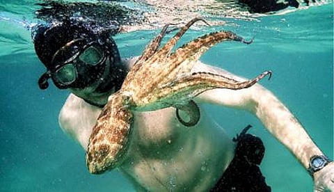 ஓடிடி உலகம்: அன்புள்ள ஆக்டோபஸ்...!