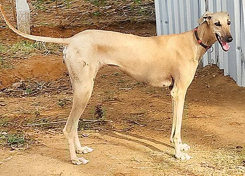 கண்மூடித்தனமாக வாங்கப்படுவதால் அழியும் சிப்பிப்பாறை கன்னி நாய்கள்