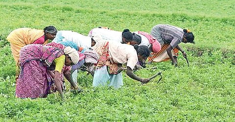 வேளாண் சாகுபடிப் பணியில் ஈடுபட்டுள்ள விவசாயத் தொழிலாளர்கள். (கோப்பு படம்)
