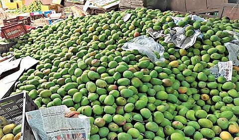சேலம் அடுத்த அயோத்தியாப்பட்டணம் பகுதியில் உணவு பாதுகாப்புத் துறை அலுவலர்கள் மூலம் பறிமுதல் செய்யப்பட்ட செயற்கை முறையில் பழுக்க வைக்கப்பட்ட மாம்பழங்கள்.