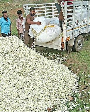 சத்தியமங்கலம் சுற்றுவட்டாரப் பகுதிகளில் பயிரான சம்பங்கிக்கு உரிய விலை கிடைக்காததால், சாலையோரங்களில் கொட்டிச் செல்லும் விவசாயிகள்.