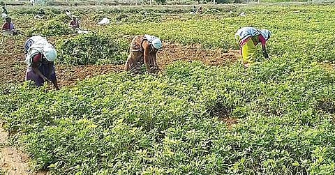 உசிலம்பட்டி அருகே பாறைப்பட்டியில் நிலக்கடலை அறுவடைப் பணியில் ஈடுபட்டுள்ள விவசாயிகள்.