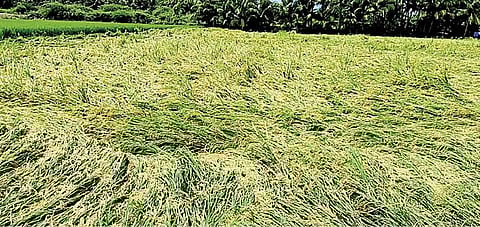 வத்திராயிருப்பு பகுதியில் கன மழையால் நீரில் சாய்ந்துள்ள நெற்பயிர்கள்.