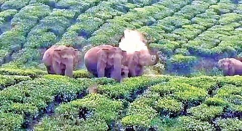 வால்பாறை குரங்குமுடி எஸ்டேட் பகுதியில் முகாமிட்டுள்ள யானைகள்.