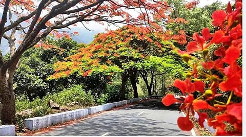 பூத்துக் குலுங்கும் மே மலர்கள்: வண்ணமயமாகக் காட்சி அளிக்கும் குன்னூர்