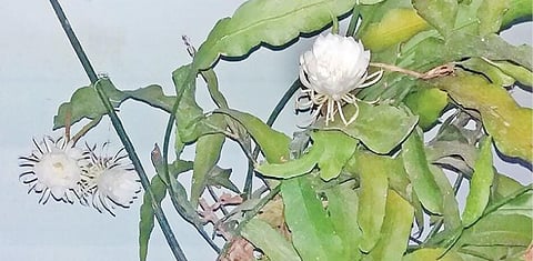 பழநி அடிவாரம் பகுதியில் உள்ள வீட்டில் ஆண்டுக்கு ஒரு முறை இரவில் பூத்த பிரம்ம கமலம் பூ.