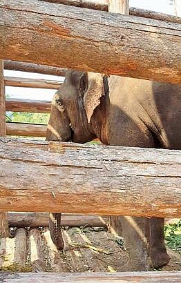 உடல்நலம் பாதிக்கப்பட்டதால் சிகிச்சைக்காக மரக்கூண்டில் அடைக்கப்பட்டது ‘ரிவால்டோ’ யானை: மயக்க ஊசி செலுத்தாமல் பிடித்த வனத் துறையின் புது முயற்சி வெற்றி