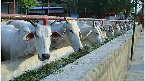 பிரதிநிதித்துவப் படம் | படம் உதவி: ட்விட்டர்.