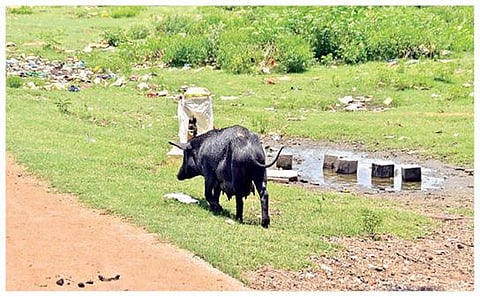 திருநெல்வேலி சிந்துபூந்துறையில் தாமிரபரணியில் கழிவுநீர் கலக்கிறது.