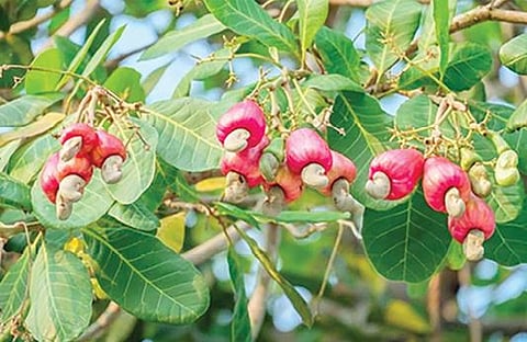 குமரியில் உள்ள தரிசு நிலத்தில் பழங்களுடன் விளைந்துள்ள முந்திரி.