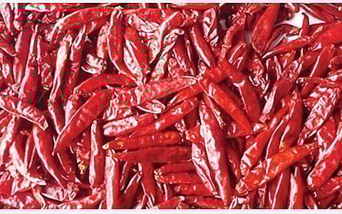 உழவர் குரல்: மிளகாய் வற்றல் விலை சரிவு