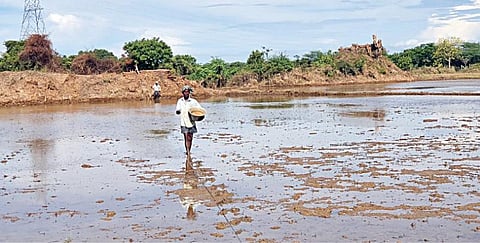 குமராட்சி அருகே நன்புத்தூரில் குறுவை சாபடி பணியை தொடங்கிய விவசாயி ஒருவர் நேரடி நெல் விதைப்பு செய்கிறார்.