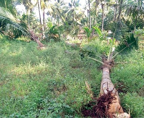 தென்காசி மாவட்டம் வடகரை பகுதியில் யானைகளால் சேதப்படுத்தப்பட்ட தென்னை மரங்கள்.