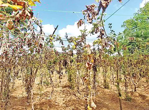 போச்சம்பள்ளி பகுதியில் நிலவும் கடும் வெயில் காரணமாக நிலத்தடி நீர்மட்டம் சரிந்து பாகற்காய் செடிகள் காய்ந்து விளைச்சல் பாதிக்கப்பட்டுள்ளது.