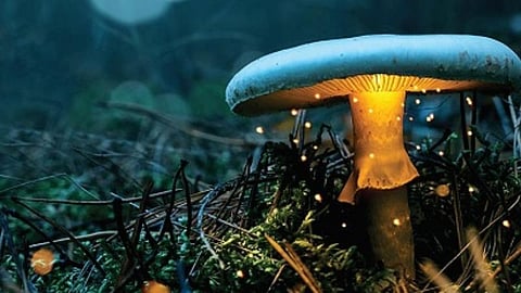 புதிய கண்டுபிடிப்புகள்: உதவி செய்துகொண்டு வாழும் உயிரினங்கள்!