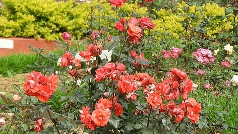 கொடைக்கானலில் உள்ள ரோஸ் கார்டனில் ரசிப்பதற்கு சுற்றுலாபயணிகள் இல்லாதநிலையில் பூத்துக்குலுங்கும் ரோஜா பூக்கள்.