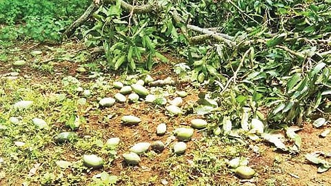 காற்றுடன் பெய்த மழைக்கு போச்சம்பள்ளி பகுதியில் உள்ள தோட்டத்தில் மாமரங்களில் இருந்து உதிர்ந்த மாங்காய்கள்.