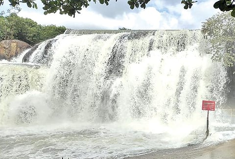 குமரி மாவட்டத்தில் மழை நின்றதையடுத்து திற்பரப்பு அருவியில் வெள்ளப்பெருக்கு குறைந்து மிதமாக தண்ணீர் கொட்டுகிறது.