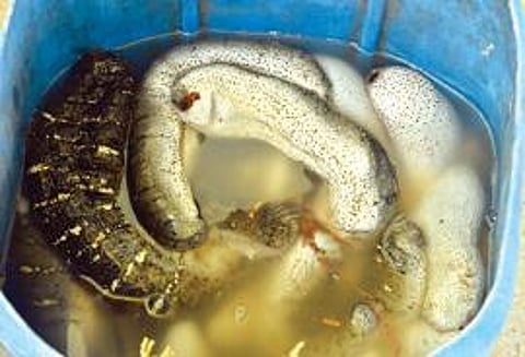 தூத்துக்குடியில் போலீஸாரால் பறிமுதல் செய்யப்பட்ட கடல் அட்டைகள். படம்: என்.ராஜேஷ்