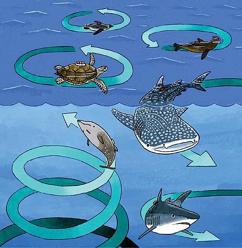 புதிய கண்டுபிடிப்புகள்: வட்டமிடும் கடல் ஆமைகள்