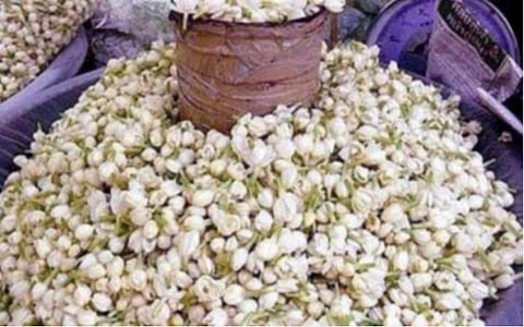 கரோனா ஊரடங்கால் அழியும் மல்லிகை தோட்டங்கள்; சந்தைக்கு வெறும் 1 1/2 டன் பூ மட்டுமே வருகை: பறிப்புக் கூலிக்கு கூட விலை கிடைக்காத பரிதாபம்