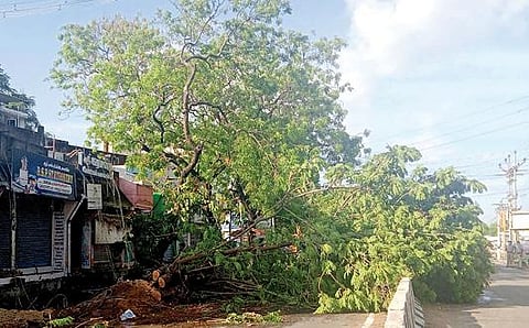 பாளையங்கோட்டை சமாதானபுரத்தில் பெய்த மழையில் நனைந்தபடி சென்ற வாகன ஓட்டி. படம்: மு. லெட்சுமி அருண்