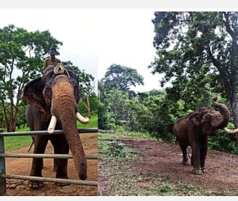 இரட்டை யானைகள் விஜய், சுஜய்.