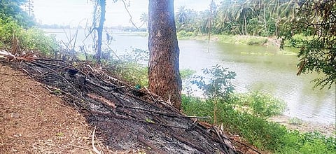 கீழப்பாவூர் குளக்கரையில் ஒரு மரத்தைச்சுற்றி ஓலைகளைக் குவித்து வைத்து எரிக்கப்பட்டுள்ளது.