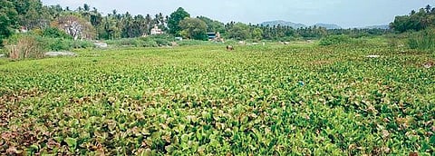 காவேரிப்பட்டணம் தென்பெண்ணை ஆற்றில் படர்ந்துள்ள ஆகாயத் தாமரையால் துர்நாற்றம் வீசுகிறது.