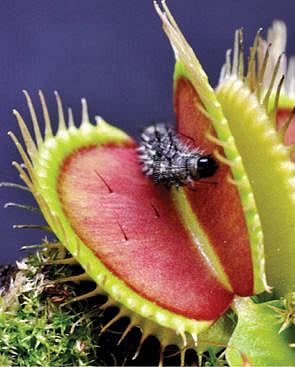 புதிய கண்டுபிடிப்புகள்: மென்மையான ரோபாட் கை