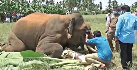 சத்தியமங்கலம் வனப்பகுதியில் மின்வேலியில் சிக்கி உயிரிழந்த ஆண் யானை.